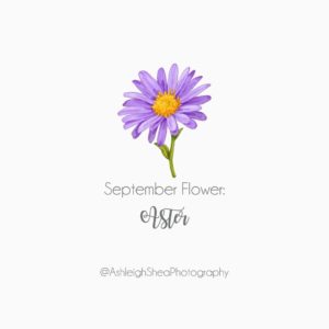 september baby, september birth flower, ashleigh shea photography